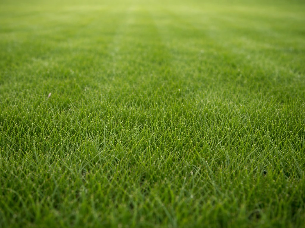 Gazon traduction en anglais et espagnol : lawn et césped