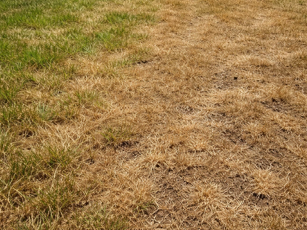 Pelouse jaunie et clairsemée en plein soleil, brins secs brunissant entre la terre.